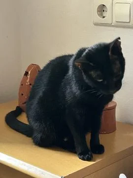 This is a black cat Stock Photos