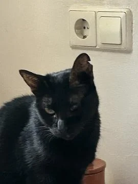 This is a black cat Stock Photos