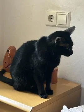 This is a black cat Stock Photos