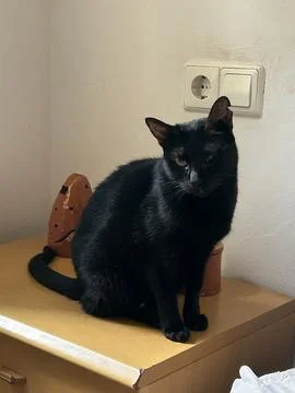 This is a black cat Stock Photos