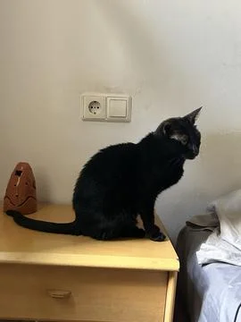 This is a black cat Stock Photos