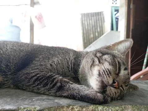 Black cat Stock Photos