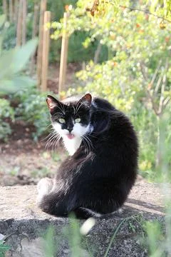 Black cat Stock Photos