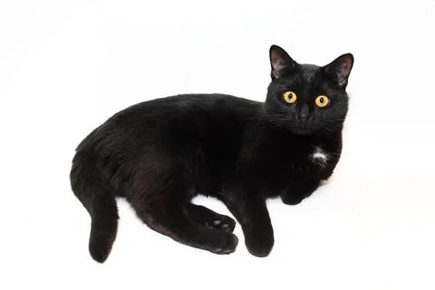A Black Cat Stock Photos