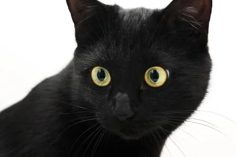 A Black Cat Stock Photos