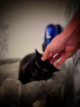 Black cat 스톡 사진