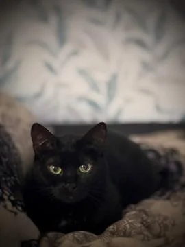 Black cat Stock-Fotos