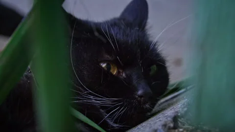 Black Cat with Piercing Gaze Rests in Foliage Stock Footage 275326501