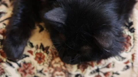 Black cat is plaing after sleep. Stock Footage 164974723