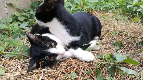 Black Cat playing and fighting in the garden. 스톡 동영상 84061555