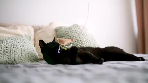 Black cat playing on the bed on a cozy home background. Stock Footage 302988574