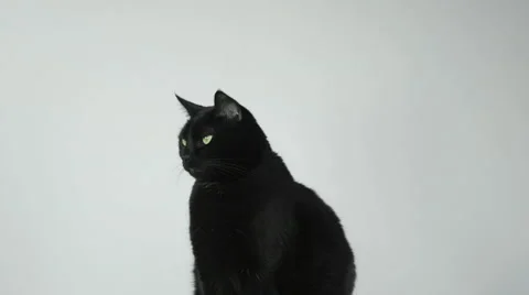 Black Cat Playing With a Feather Wand Toy Stock Footage 60225086