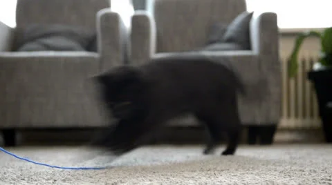Black cat is playing 스톡 동영상 22562422