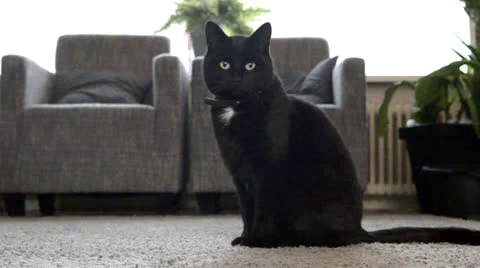 Black cat is playing 스톡 동영상 22562596