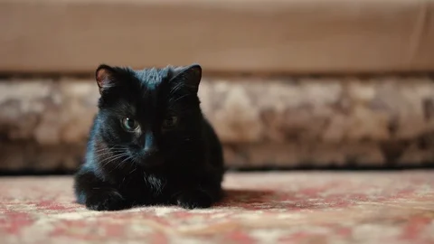 A black cat is playing Video stock 129906981