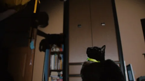 A black cat is playing Stock Footage 129907163