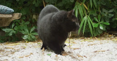 Black cat playing Stock Footage 143088763