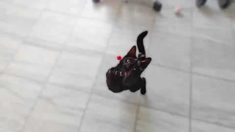 Black cat is playing Stock Footage 205067579