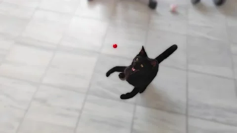 Black cat is playing Stock Footage 205067650