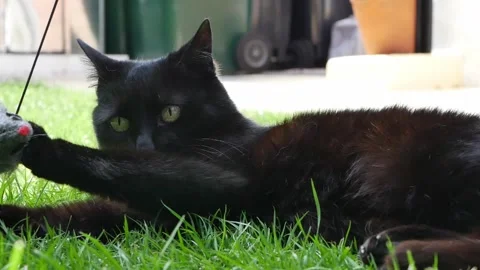 Black cat playing Stock Footage 244514769