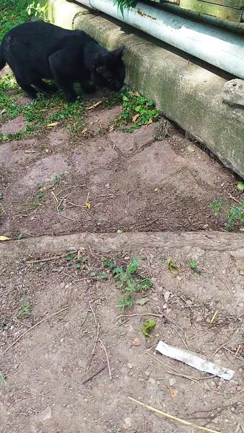 Black cat playing with frog Stock Footage 247202537