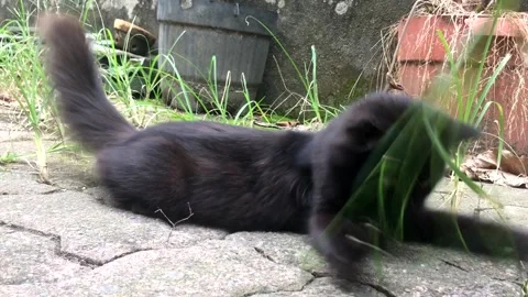 Black Cat playing with Grass in Abandoned Place Stock Footage 219213387