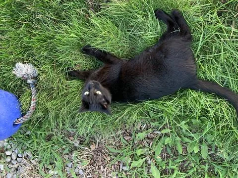 Black cat playing in the grass Stock Photos