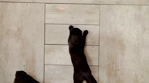 Black cat playing with a laser pointer.Cat and  dot Stock Footage 180902124