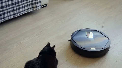Black cat playing with robotic vacuum cleaner which is cleaning floor. 4K Stock Footage 78155814