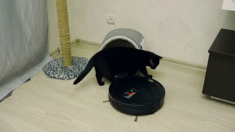 Black cat playing with robotic vacuum cleaner cleaning floor covering. 4K Stockbeeldmateriaal 79074506