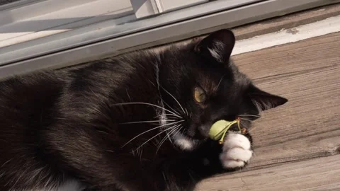 Black cat playing with a small leaf Stock Footage 344345481