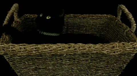 Black cat playing with string Video stock 17410361