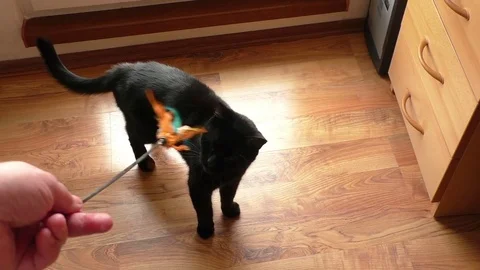 Black cat playing with a toy Stock Footage 73175141