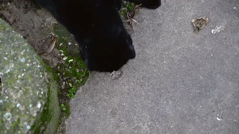 Black cat plays and blows up a little mouse with its mouth Stock Footage 228254031