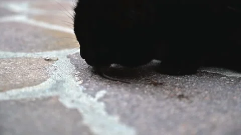 Black cat plays and blows up a little mouse with its mouth Stock Footage 228255498