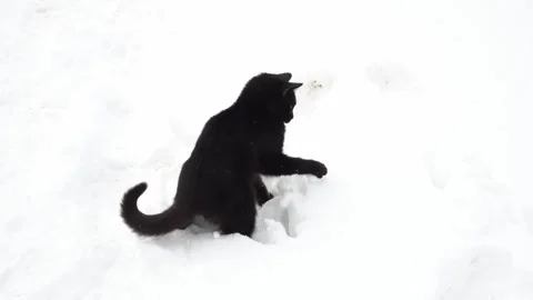 Black cat plays in the snow. Stock Footage 260131904
