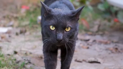 Black cat portrait. Active Kitten. black cat walk in green fields Stock Footage 342610789