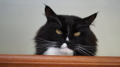 Black cat portrait Stock Footage 100332267