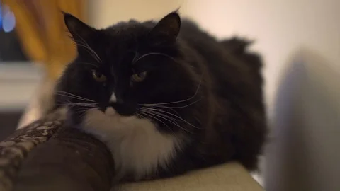 Black cat portrait Stock Footage 100332277