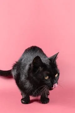 Black cat portrait Foto stock
