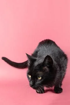 Black cat portrait Stock Photos