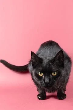Black cat portrait Foto stock
