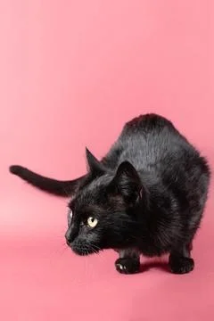 Black cat portrait Stock Photos