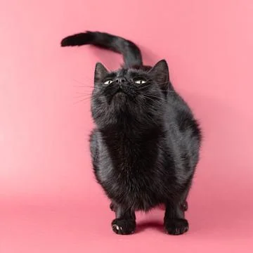 Black cat portrait Stock Photos