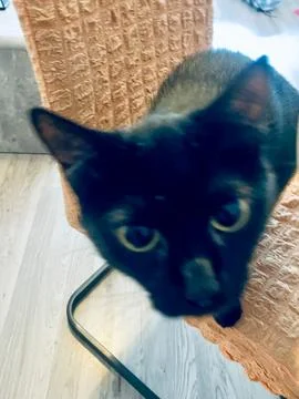 Black Cat Portrait 스톡 사진