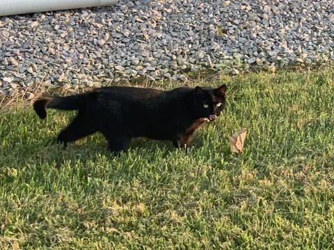 Black cat on the prowl  Stock Photos