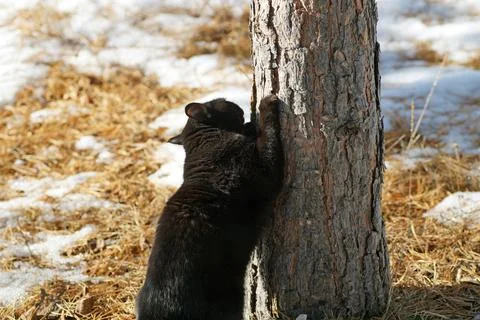 Black cat pulls claws on a tree in the countryside Stock Photos