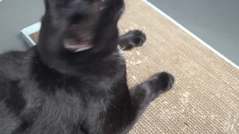 Black cat pulls scratching post and washes himself. Stock Footage 201510790