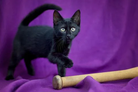 Black cat on a purple background. Stock Photos