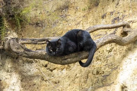 Black cat on a raid in front of a landslide Foto stock